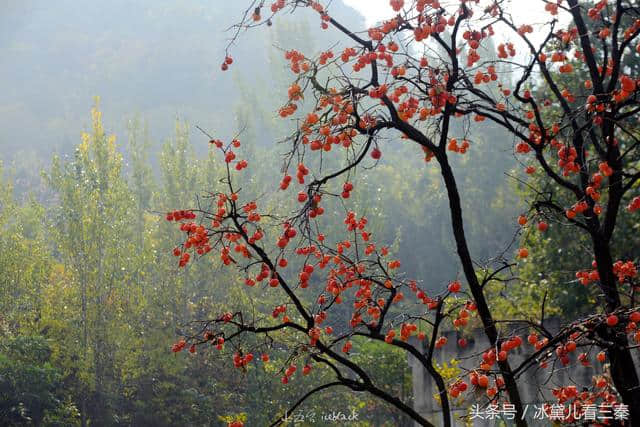 小五台登高赏秋，看见一株千年娑罗树，繁茂壮硕