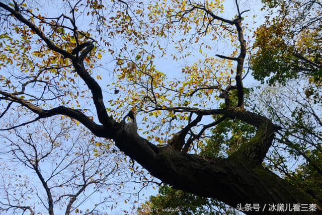 小五台登高赏秋，看见一株千年娑罗树，繁茂壮硕