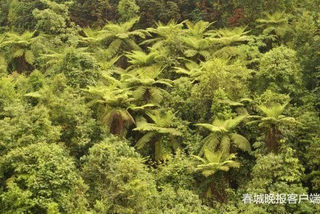 曾是恐龙的美食！保山龙陵这片桫椤林等你来探秘~