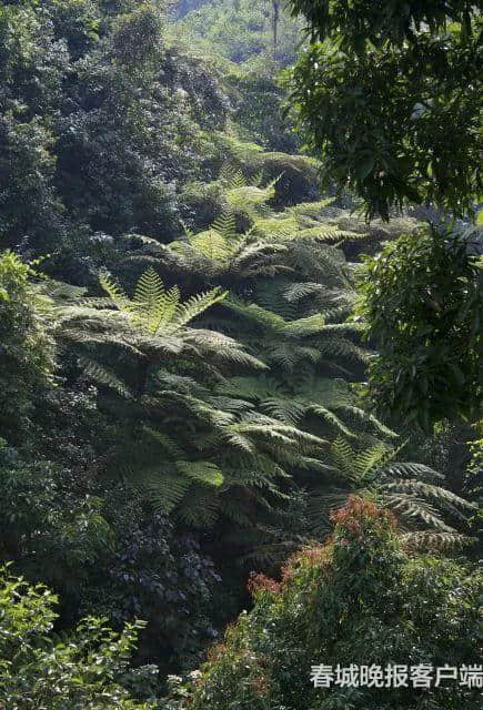 曾是恐龙的美食！保山龙陵这片桫椤林等你来探秘~