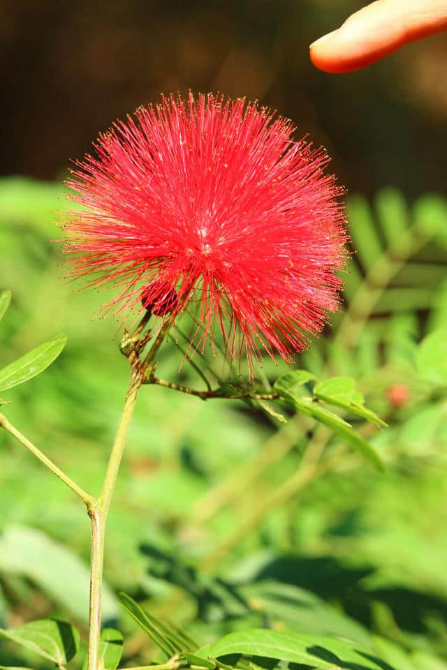 鸿运当头 合欢又名绒花树 马缨花