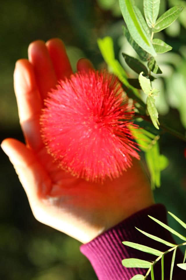 鸿运当头 合欢又名绒花树 马缨花