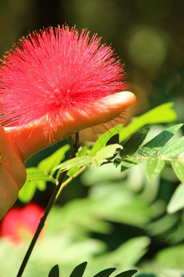 鸿运当头 合欢又名绒花树 马缨花