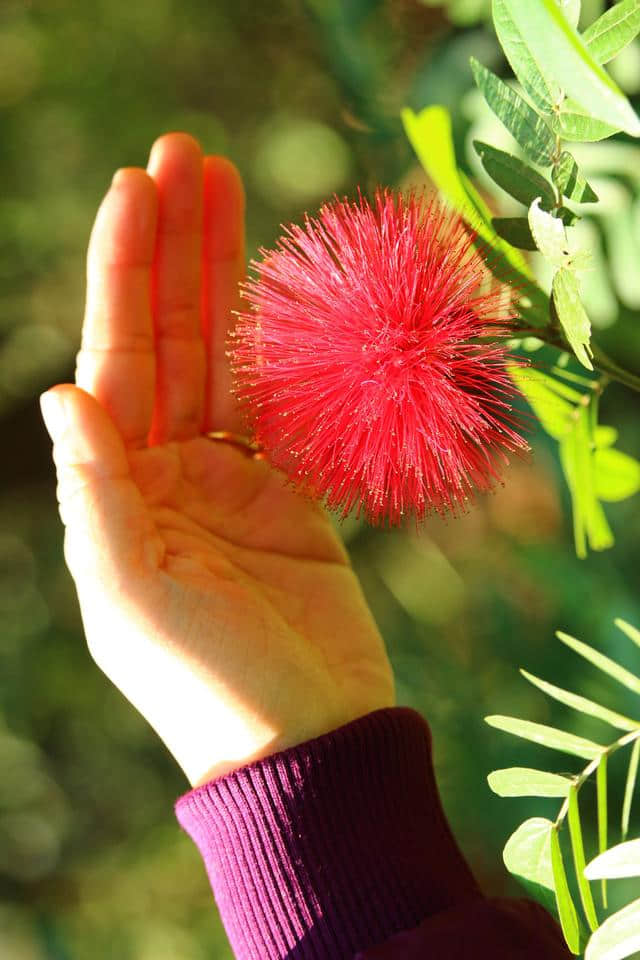 鸿运当头 合欢又名绒花树 马缨花