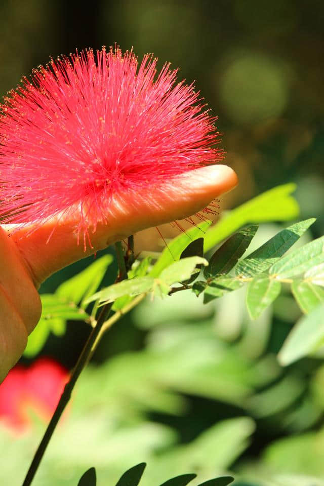 鸿运当头 合欢又名绒花树 马缨花