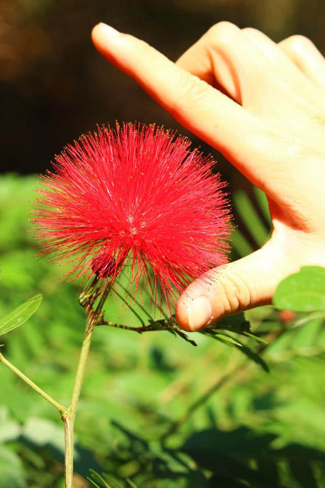 鸿运当头 合欢又名绒花树 马缨花