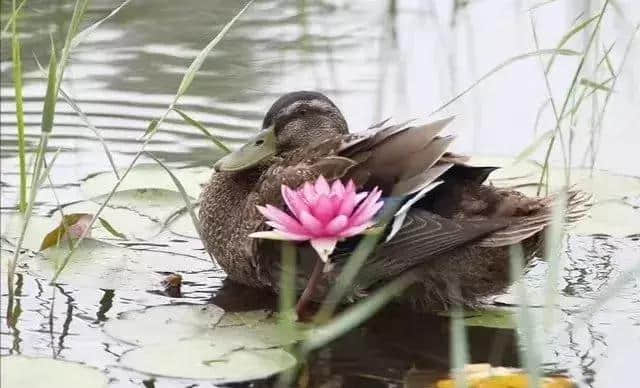 现代诗：雨一直下