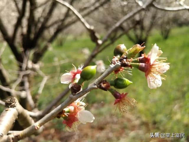 富民罗免马缨花盛放