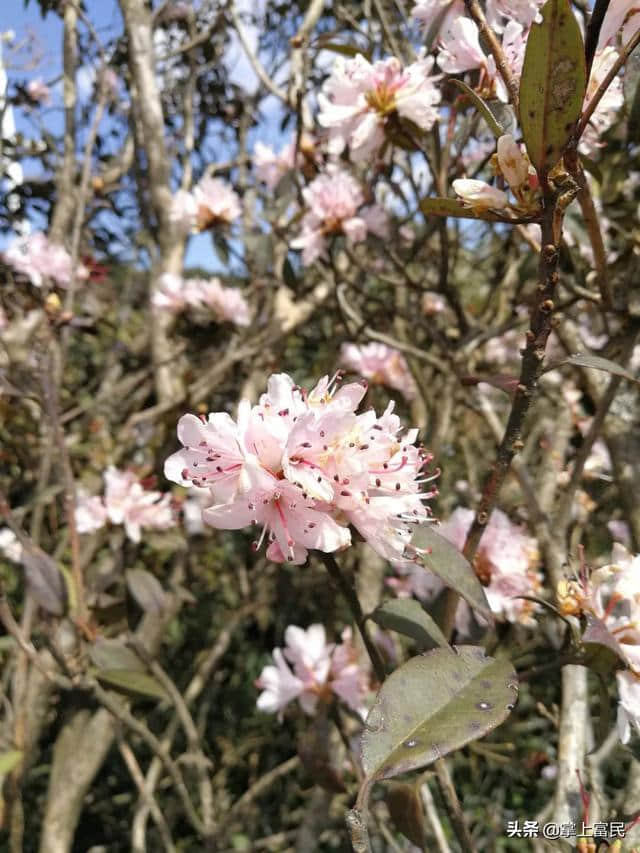 富民罗免马缨花盛放