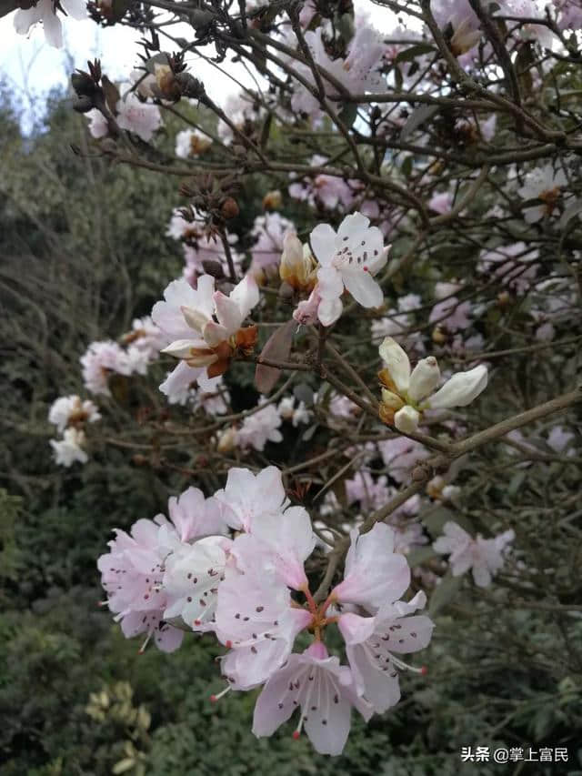 富民罗免马缨花盛放