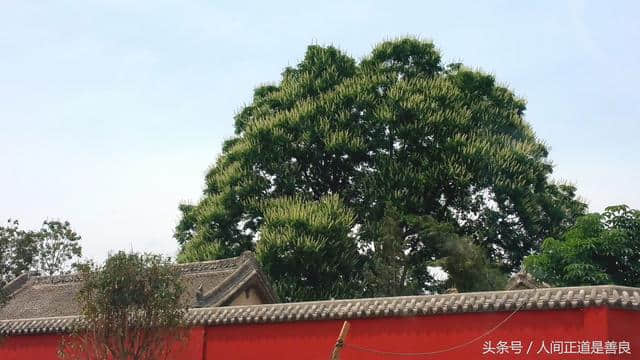 庆安禅寺的桫椤树