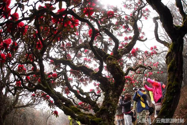 第一朵中国马缨花杜鹃王即将绽放，你确定不来一睹风采？