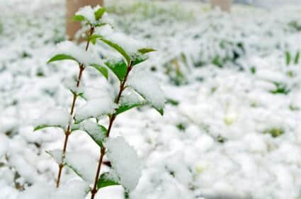 朋友圈关于下雪的说说心情短语