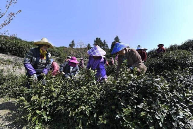朱元璋爱喝的安顶云雾茶开采了！今年云雾茶产量预计提升10%！