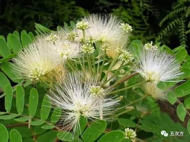 门前一树马缨花