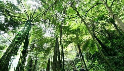 泸县：植物“活化石”野生桫椤树首现玉蟾山