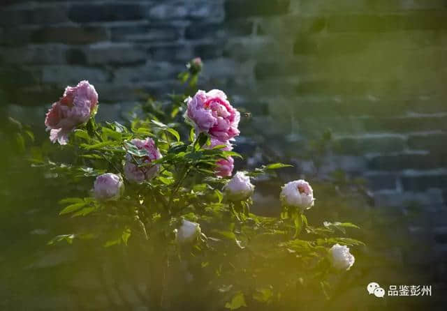 千古名句“云想衣裳花想容”，写尽了丹景山的模样！