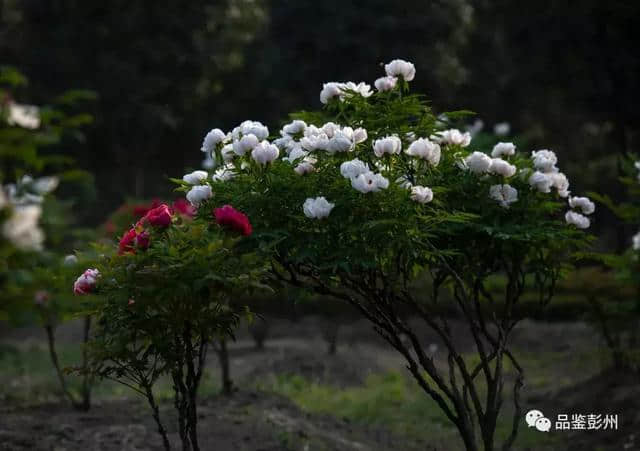 千古名句“云想衣裳花想容”，写尽了丹景山的模样！