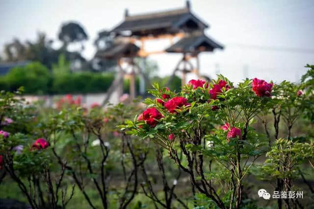 千古名句“云想衣裳花想容”，写尽了丹景山的模样！