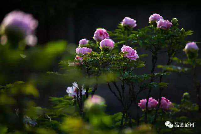 千古名句“云想衣裳花想容”，写尽了丹景山的模样！