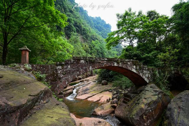 这里生长有大量的野生桫椤和石斛，竟然不是景区，也很少有人知道