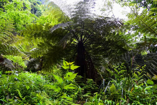 这里生长有大量的野生桫椤和石斛，竟然不是景区，也很少有人知道