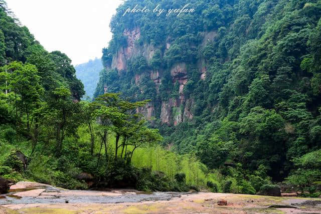 这里生长有大量的野生桫椤和石斛，竟然不是景区，也很少有人知道