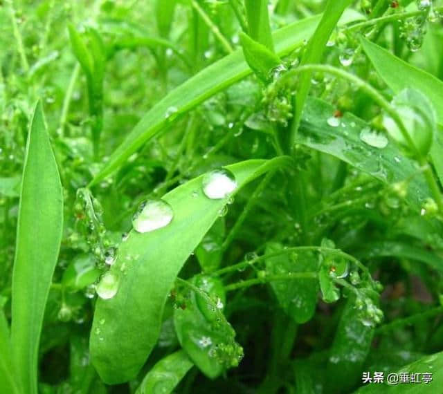 现代诗 雨（又一篇）