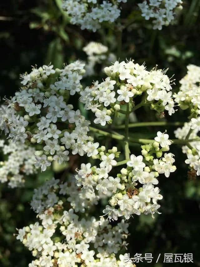 越王山之美--重阳登高好时节