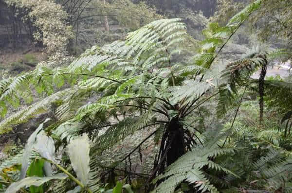 桫椤，是在等候缘分的到来，还是生命的羁绊，只得千年驻守