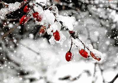 又是一年飘雪时，细数带有“雪”字的66句古诗词！