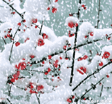 又是一年飘雪时，细数带有“雪”字的66句古诗词！