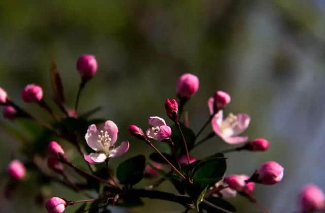 花朝节，百花生日，不负春光