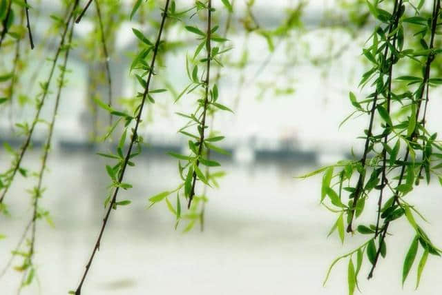 花朝节，百花生日，不负春光