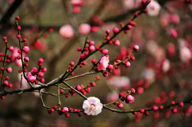 花朝节，百花生日，不负春光