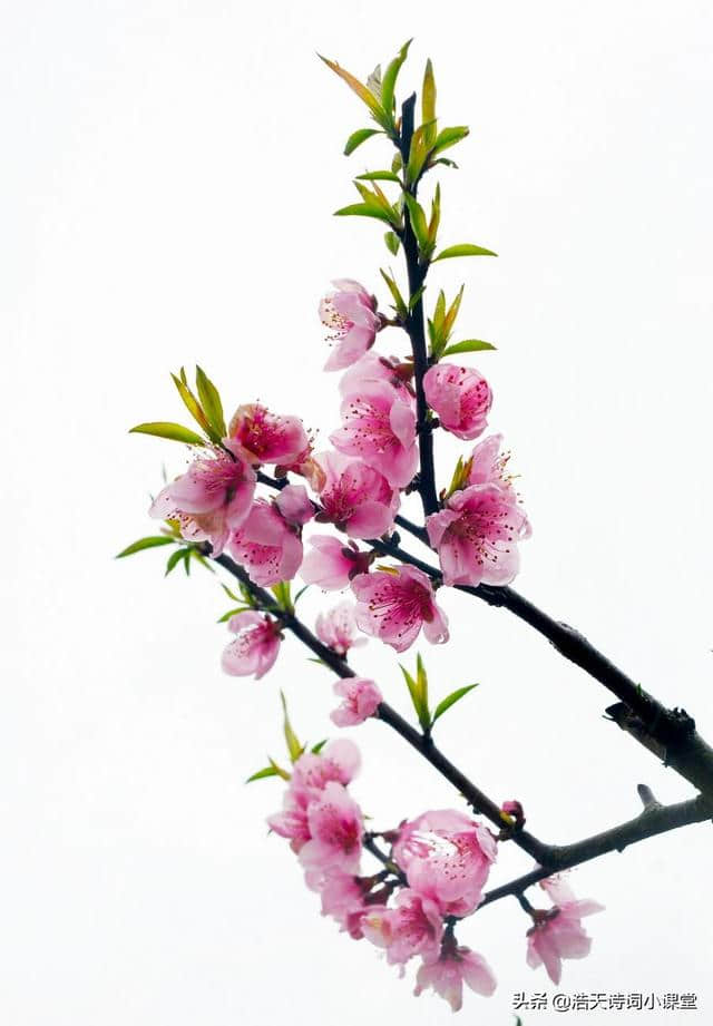 较全的关于桃花的诗，值得收藏，有你喜欢的一首诗吗？