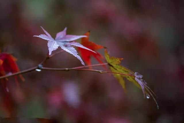 诗词鉴赏 | 一帘秋雨，满地相思