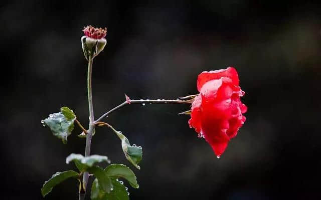 诗词鉴赏 | 一帘秋雨，满地相思