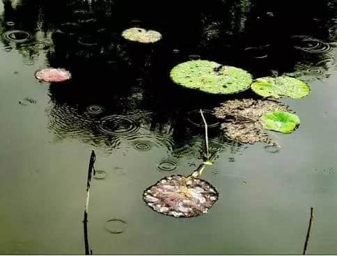 诗词鉴赏又是秋雨绵绵时