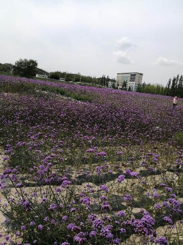 遇见开着紫色花的马鞭草