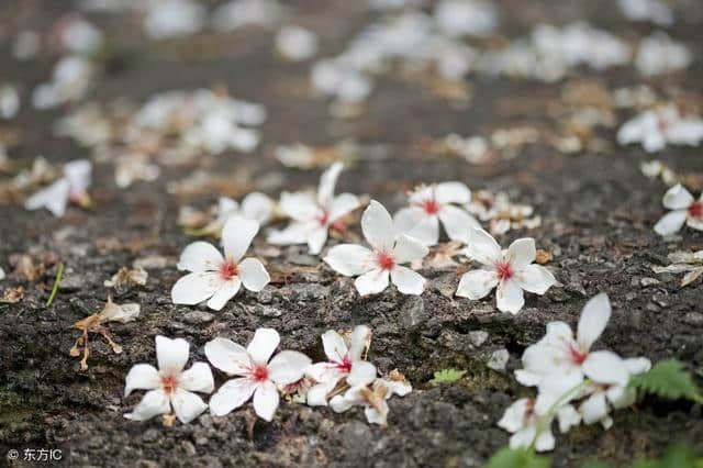 落花吟 文/红雨