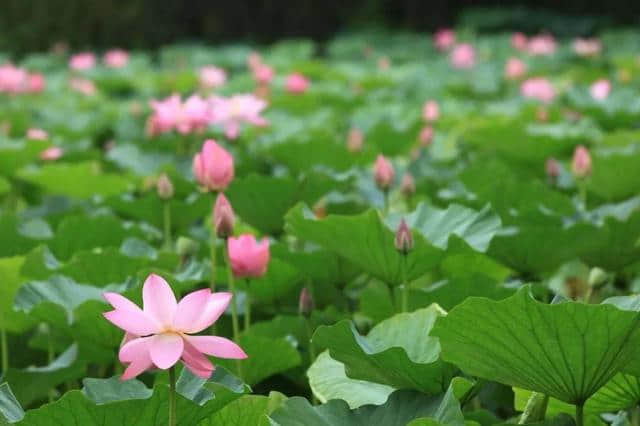 落花时节，我知道你的留恋丨诗词中国学院