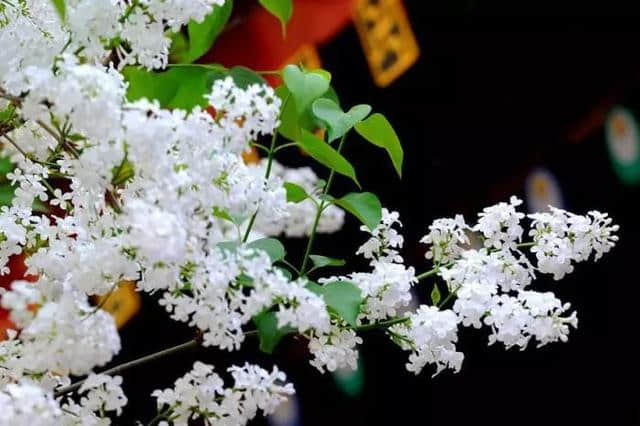 落花时节，我知道你的留恋丨诗词中国学院