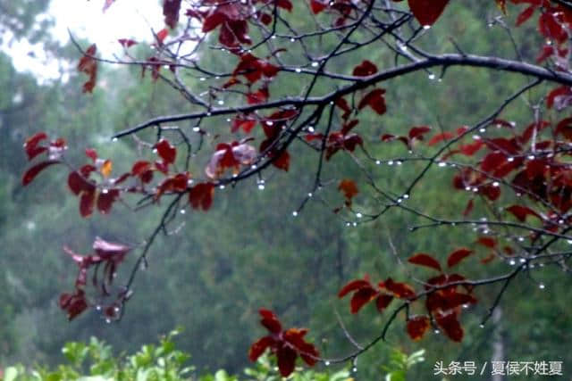 一场秋雨一场凉，那些关于秋雨的诗句