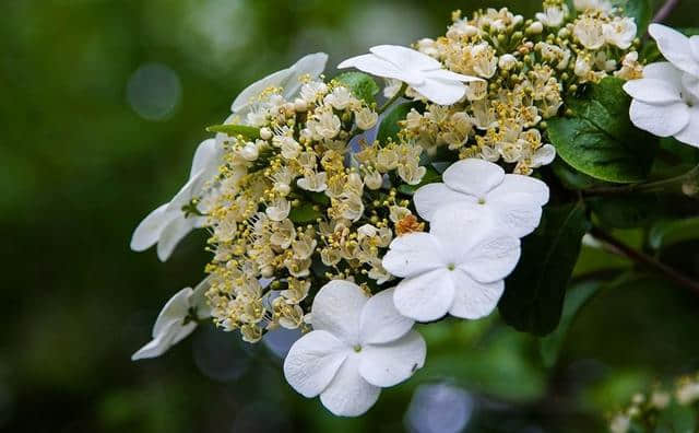 「诗词鉴赏」天下无双独此花—琼花（隋炀帝最爱）