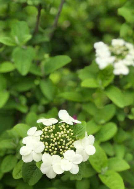 「诗词鉴赏」天下无双独此花—琼花（隋炀帝最爱）