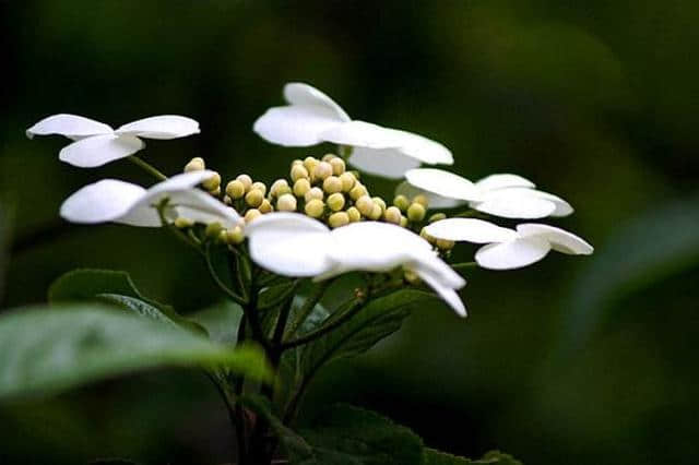 「诗词鉴赏」天下无双独此花—琼花（隋炀帝最爱）