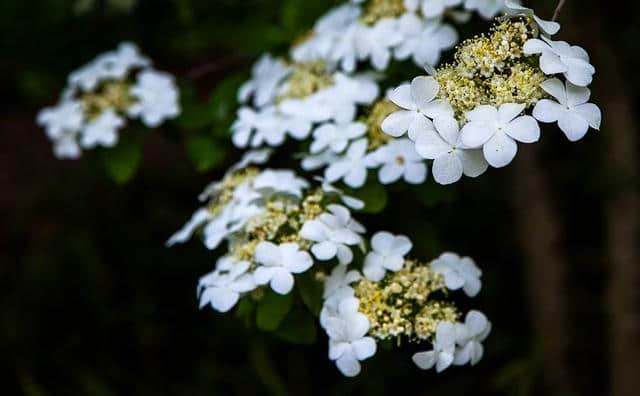 「诗词鉴赏」天下无双独此花—琼花（隋炀帝最爱）