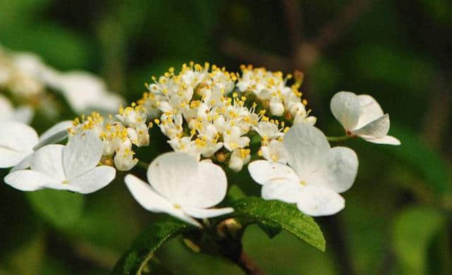 「诗词鉴赏」天下无双独此花—琼花（隋炀帝最爱）