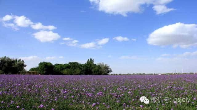 带你来金昌“赏”花---马鞭草